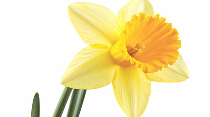Fototapeta premium A close-up of a single daffodil, capturing its trumpet-shaped bloom and vibrant yellow petals