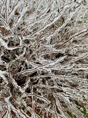 Ice on the tree on the leaves frost