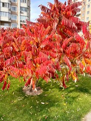 red and yellow autumn leaves