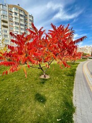 autumn in the city park