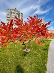 red tree in autumn