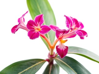 Obraz premium Oxyrrhynchium Swartzii: A Glimpse into the Enchanting World of Flowering Plants