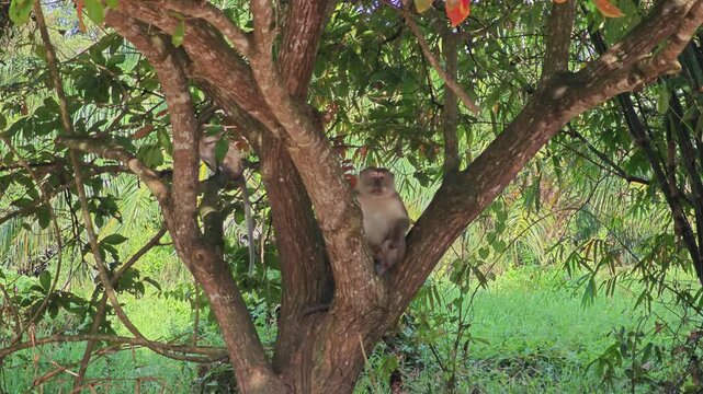 Long-tailed macaque on tree