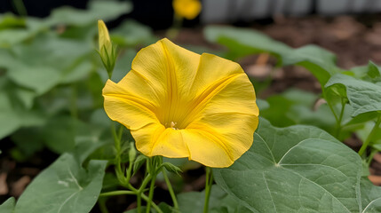 A close-up of a single morning glory bloom, showcasing its radiant petals and intricate details