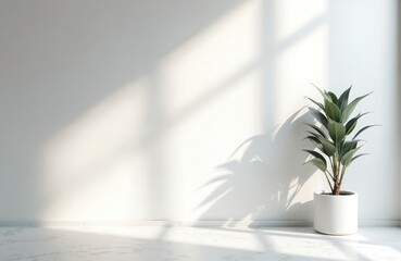 Interior with plant, sunlight shadows on white wall and marble floor. Minimal mockup studio room, elegant background, template for product display, space for text. Home decor with indoor plant.