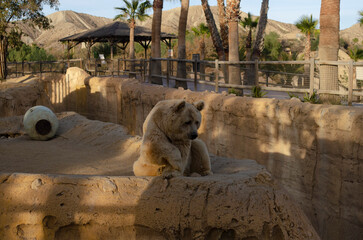 bear in the zoo