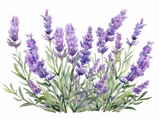 Fototapeta premium A vintage garden-themed watercolor illustration of lavender flowers, framed by a pure white background for a soft touch.