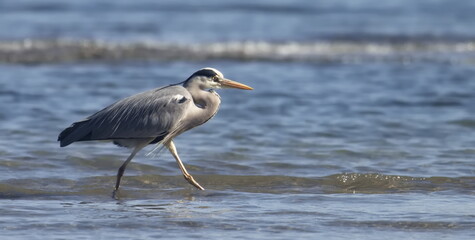Gray Heron, Ardea cinerea, birds of Montenegro	