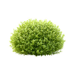 Fluffy 3D Cartoon Bush Isolated on Transparent Background