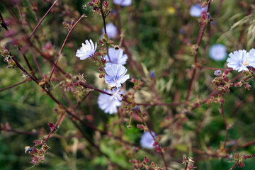 A blooming meadow flower that has sky-blue flowers.