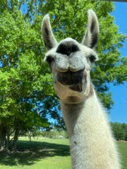 Close up picture of a llama 