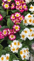 primrose pink and white flower bloom spring
