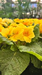 primrose yellow flower bloom spring