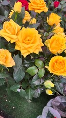 rose yellow flower bloom spring