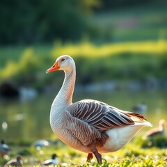 Obraz premium Majestic Goose in Tranquil Waters