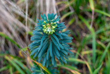 Closeup of Spurge plant, Euphorbia, flowering plant