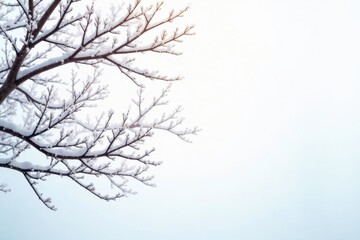 Obraz premium Stark, winter branches against a bright white backdrop , photography, twig