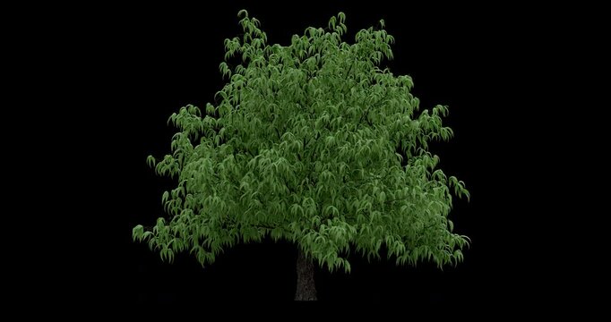 Aesculus Glabra  Tree Moving In The Wind On Alpha Channel	
