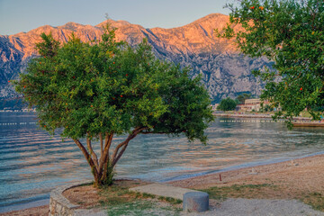 Beach with a lonely tree against mountains in sunrise light