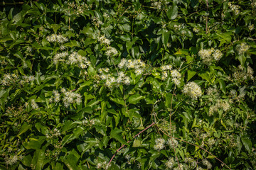 Dense green foliage with clusters of small white wildflowers in full bloom, covering a garden trellis.
