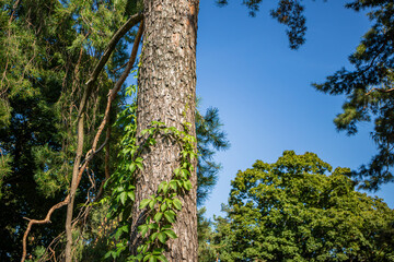 Fototapeta premium Tree trunk of pine with textured bark surrounded by green vines climbing up its surface in a natural setting.