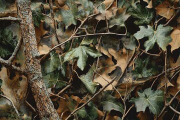 Autumnal foliage texture with green and brown leaves and branches.