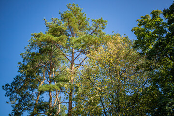 Tall green pine trees and leafy deciduous trees against a bright blue sky on a sunny day.