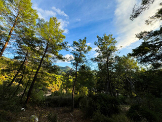 Serene forest view with tall trees and mountains in the distance during daytime