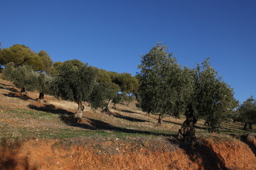 olive trees field 