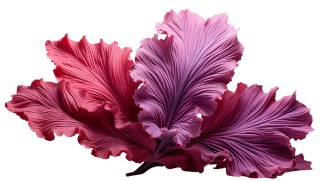 Pink Purple Flower Leaves Abstract Floral Design, Botanical Art for Nature Themes, isolated on transparent background.