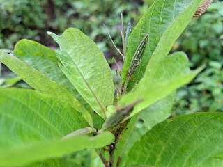 butterfly on leaf
