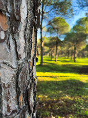 Fototapeta premium Pine tree bark in focus with lush green forest background under clear blue sky