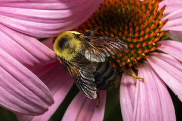 Golden Wings and Petal Embrace – A bumblebee delicately nestled within the petals of a purple...