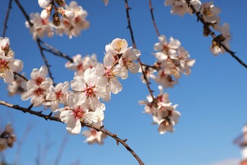 background, panorama, fresh, nature, blue, orchard, nature landscape, blossoming, march, april, flowering tree, natural, almond flower, almond blossom, botany, springtime, outdoor, landscape, fragrant
