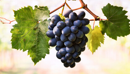 Fototapeta premium fresh black grapes on vine with green leaves