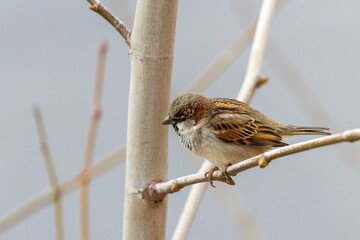 A close-up of a sparrow perched on a branch, displaying its intricate feathers. The bird is captured in a serene moment, set against a blurred, neutral background
