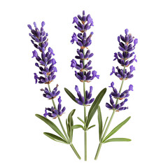 Naklejka premium Delicate Lavender Plant with Purple Flowers Isolated on Transparent Background