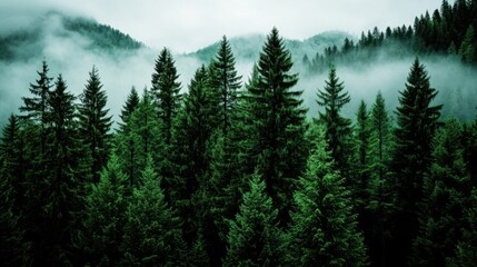 Fototapeta premium Misty forest landscape with soft light, ethereal and atmospheric background, deep green hues blending into a dreamy haze