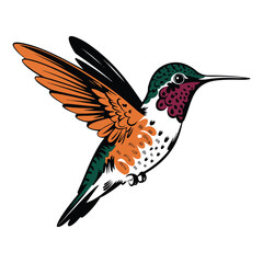 vector illustration of a single hummingbird.