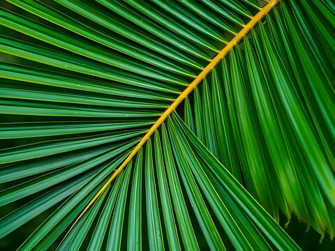 palm leaf texture natural tropical green leaf close up