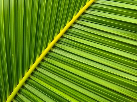 palm leaf texture natural tropical green leaf close up - Powered by Adobe