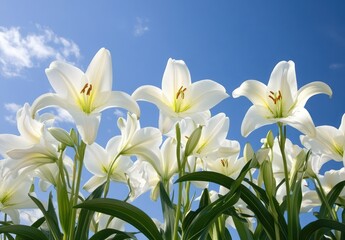 Fototapeta premium White lilies bloom brightly against a clear blue sky