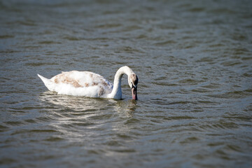 Juvenile Swan Swimming in a Lake. A young swan with partially brown and white feathers swimming in a lake, dipping its beak into the water while ripples form around it.