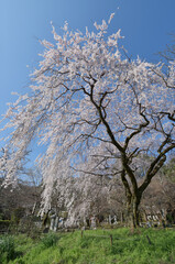 岩屋寺　境内の枝垂れ桜　京都市山科区