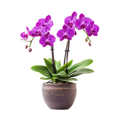 Purple Orchid Plant in Brown Pot Isolated on Transparent Background