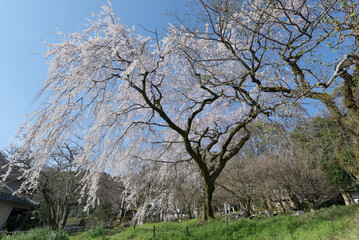 Fototapeta premium 岩屋寺 境内の枝垂れ桜 京都市山科区