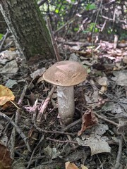 Leccinum duriusculum mushroom in a light deciduous forest