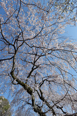 岩屋寺　境内の枝垂れ桜　京都市山科区