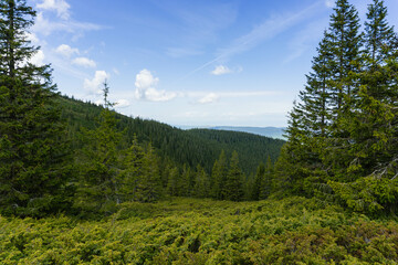 Fototapeta premium forest in the mountains on clear sky day with big green pine trees