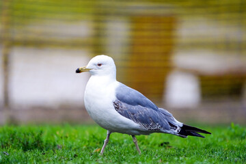 Fototapeta premium European Herring Gull Standing on Grass. A European herring gull standing on a grassy field, showcasing its white and grey feathers with a sharp beak and focused gaze.